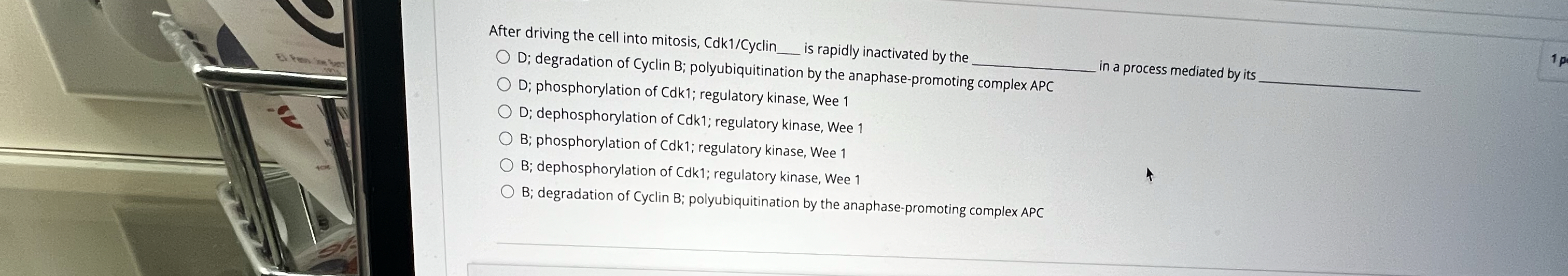 After driving the cell into mitosis, Cdk 1 /