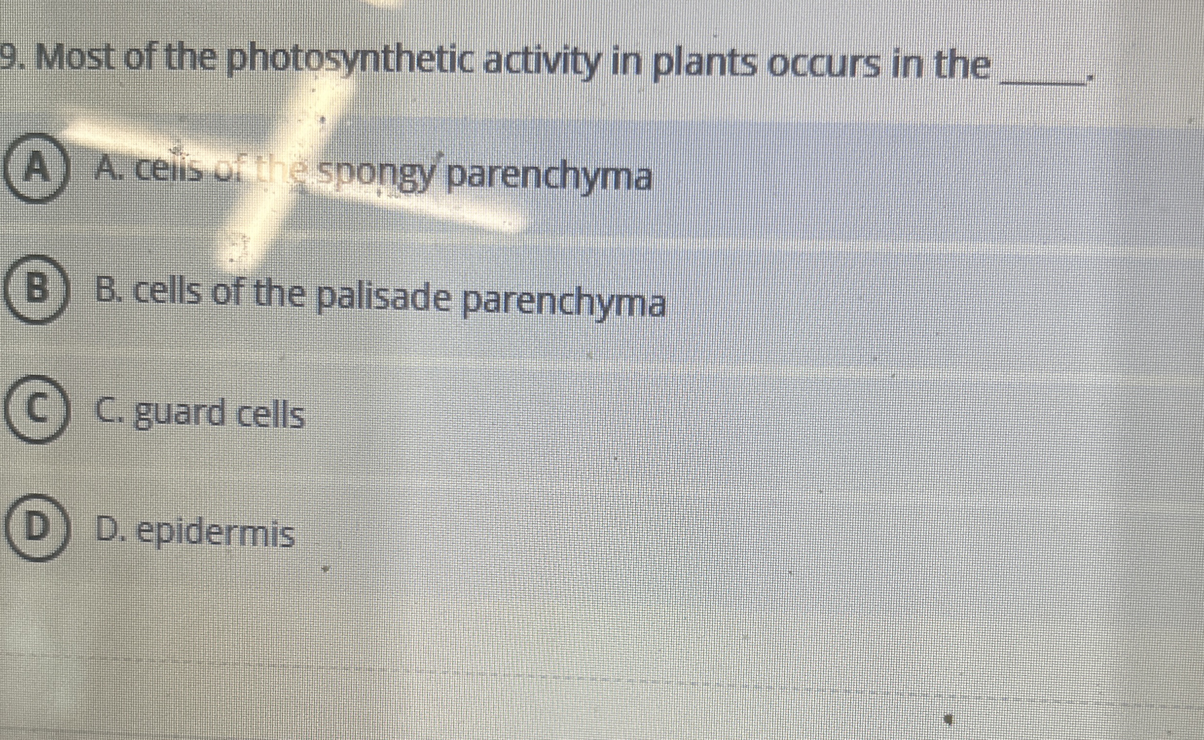 Most of the photosynthetic activity in plants