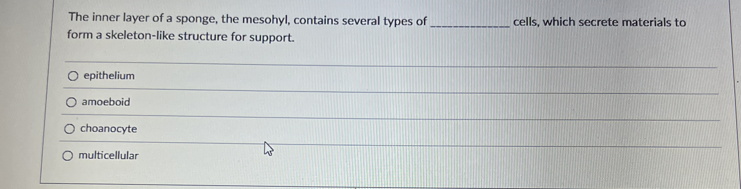 The inner layer of a sponge, the mesohyl,