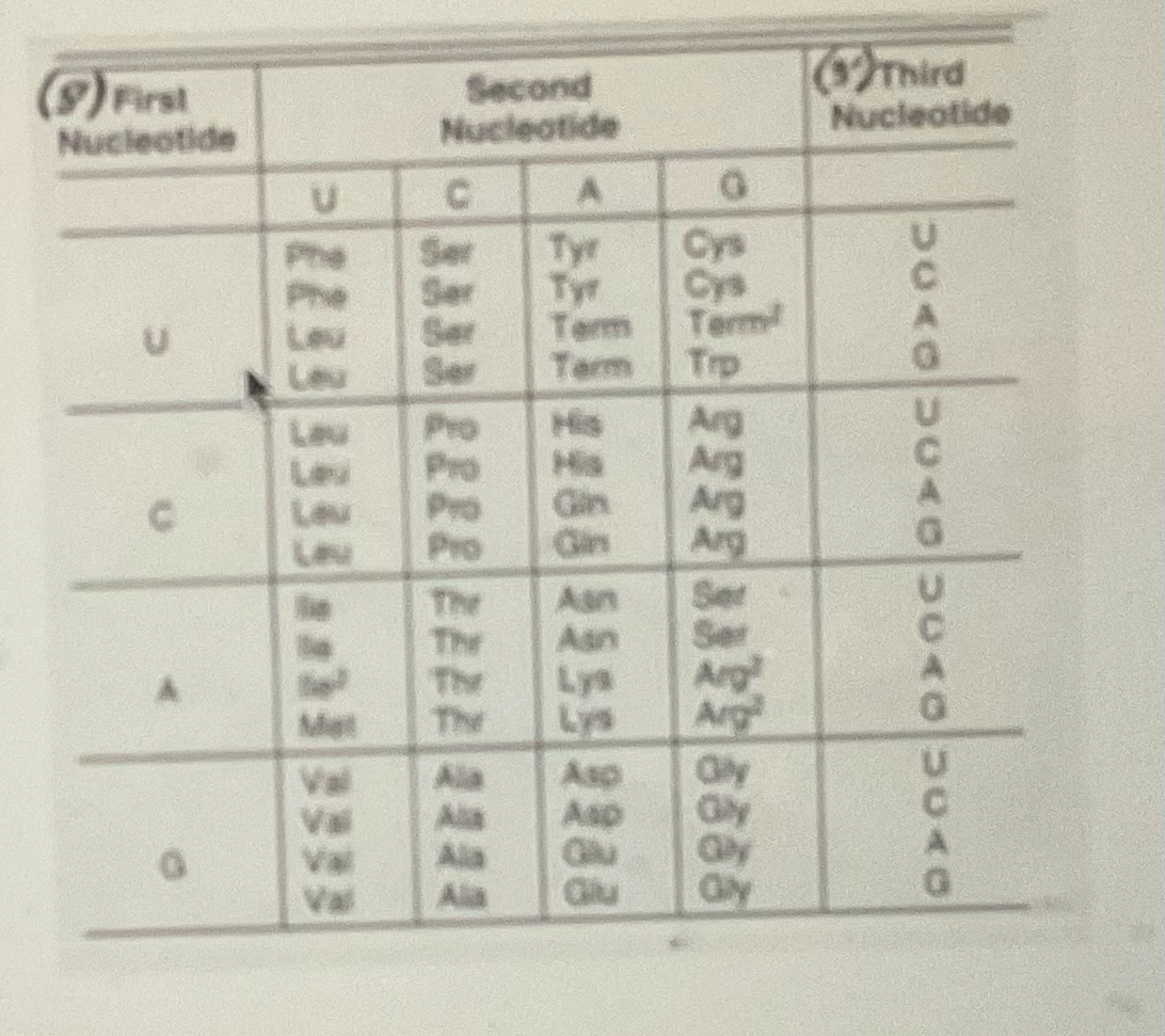 Please use the attached Genetic Code table.