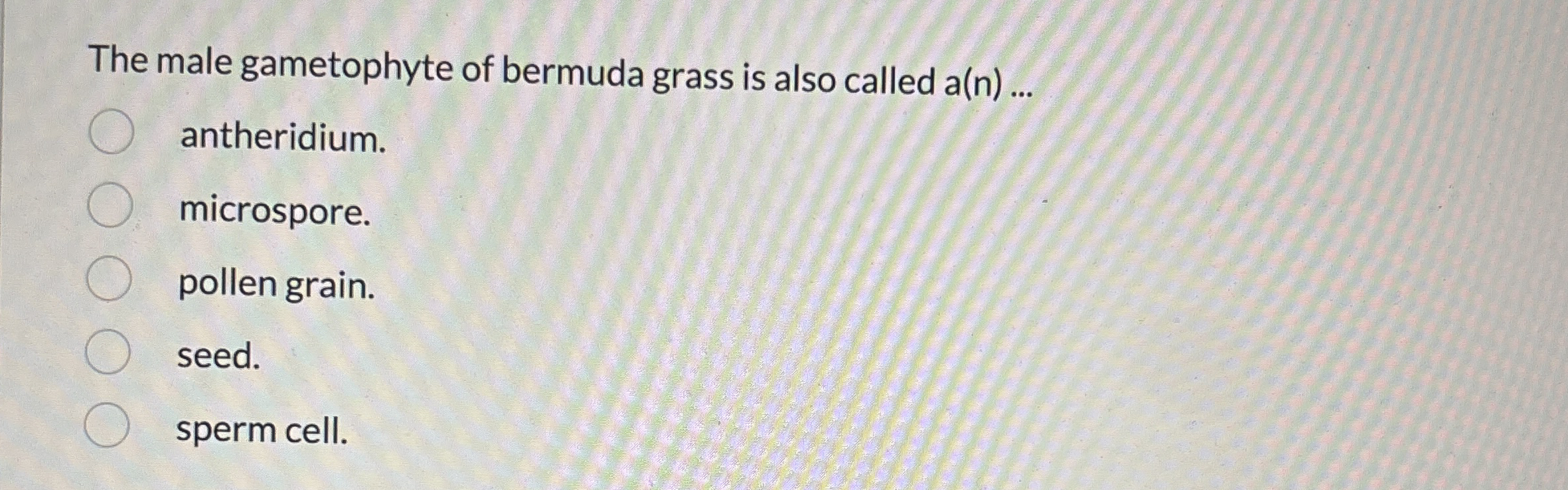 The male gametophyte of bermuda grass is also