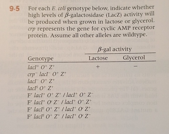 9 . 5 For each E . coli genotype below, indicate