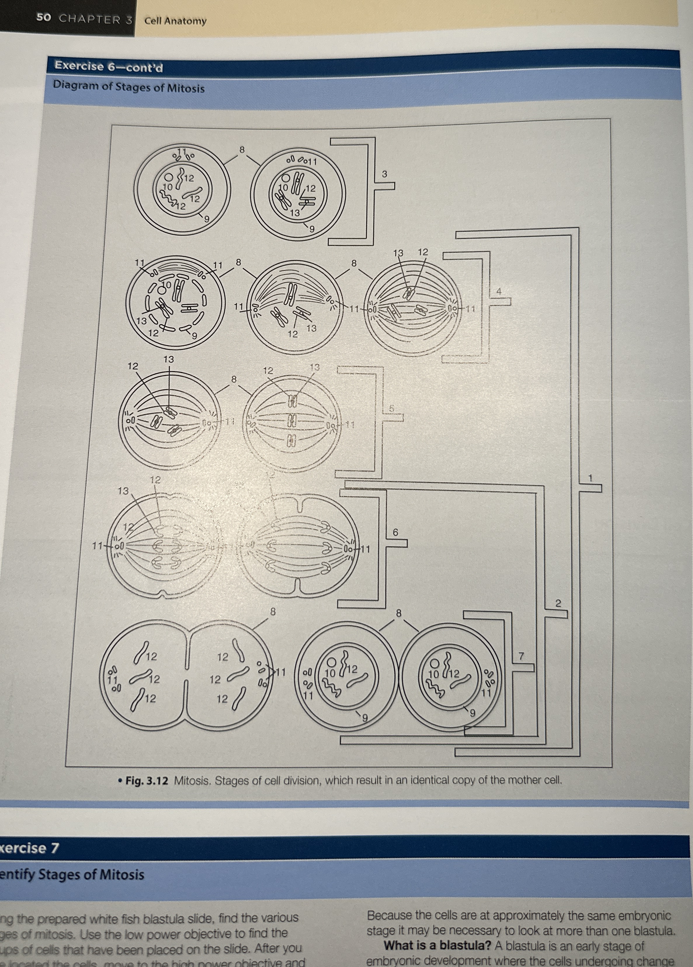 5 0 CHAPTER 3 Cell Anatomy Exercise 6 - cont'd