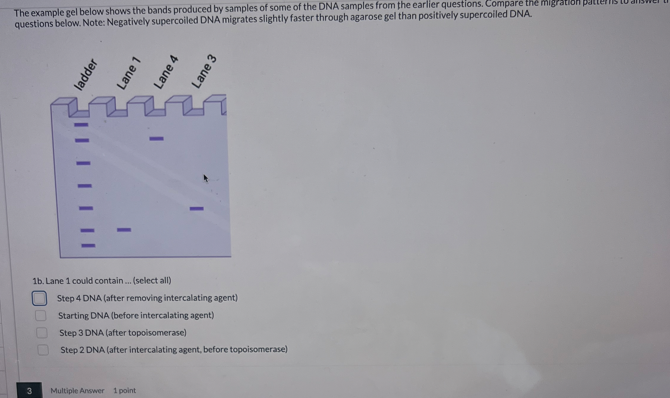 The example gel below shows the bands produced by