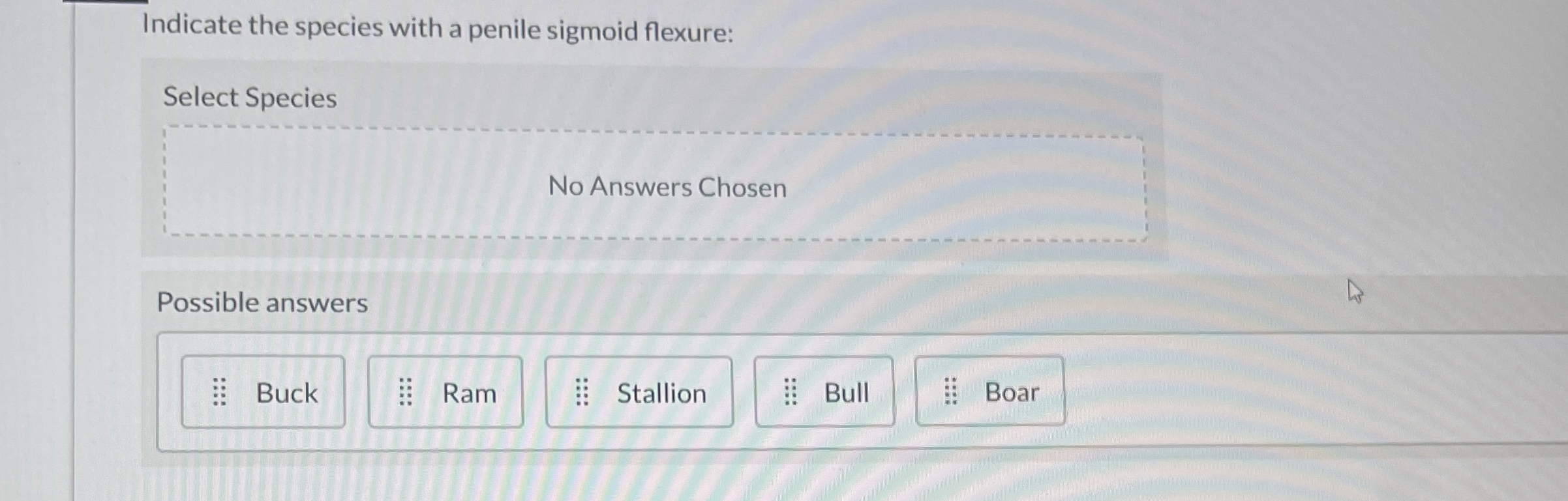 Indicate the species with a penile sigmoid