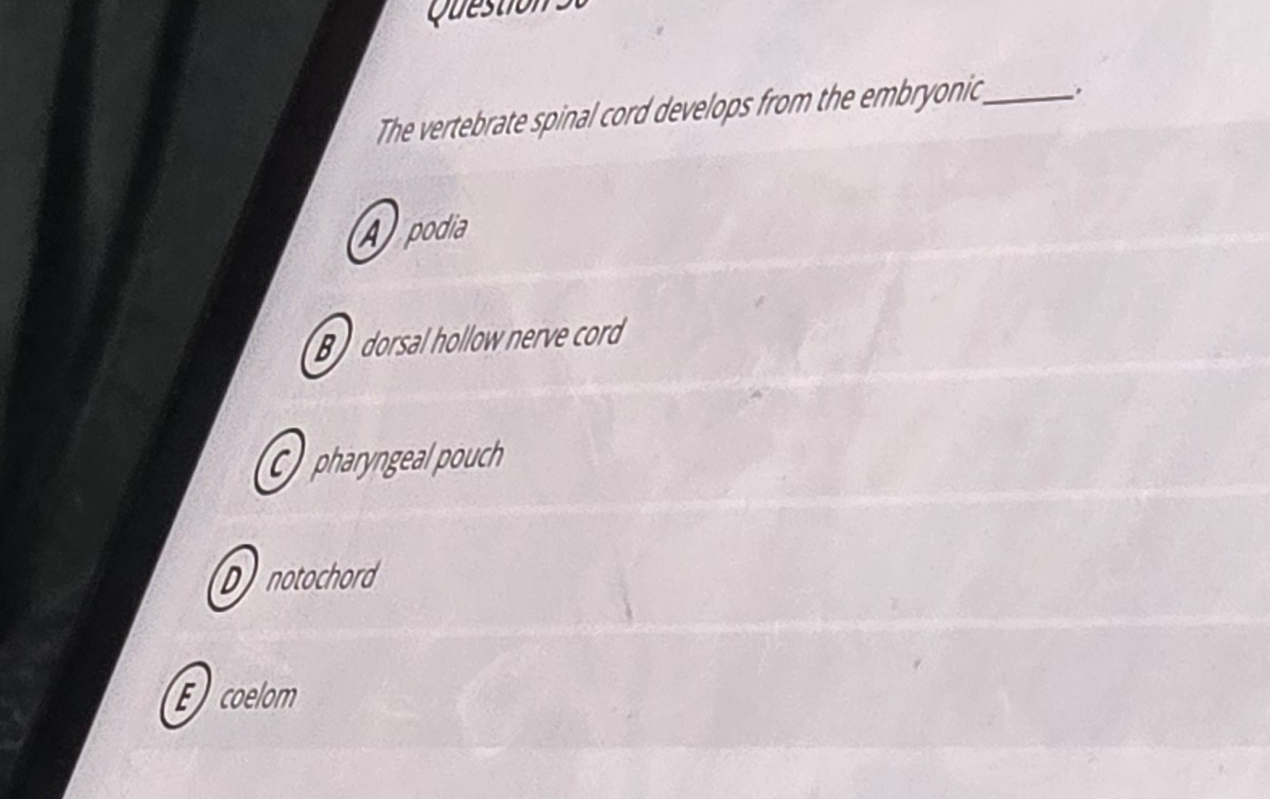 The vertebrate spinal cord develops from the