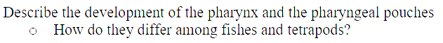 Describe the development of the pharynx and the