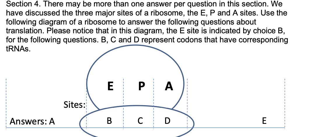 When a growing polypeptide chain that has 3 amino