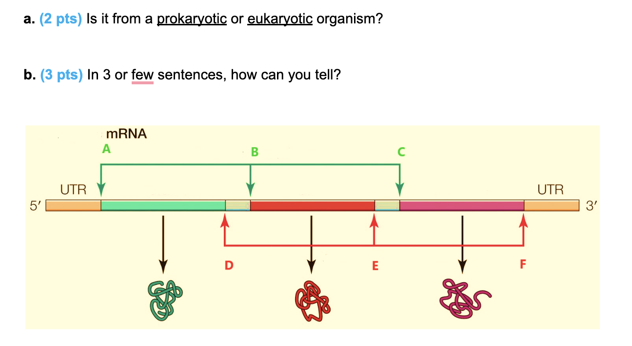 a . ( 2 pts ) Is it from a prokaryotic or