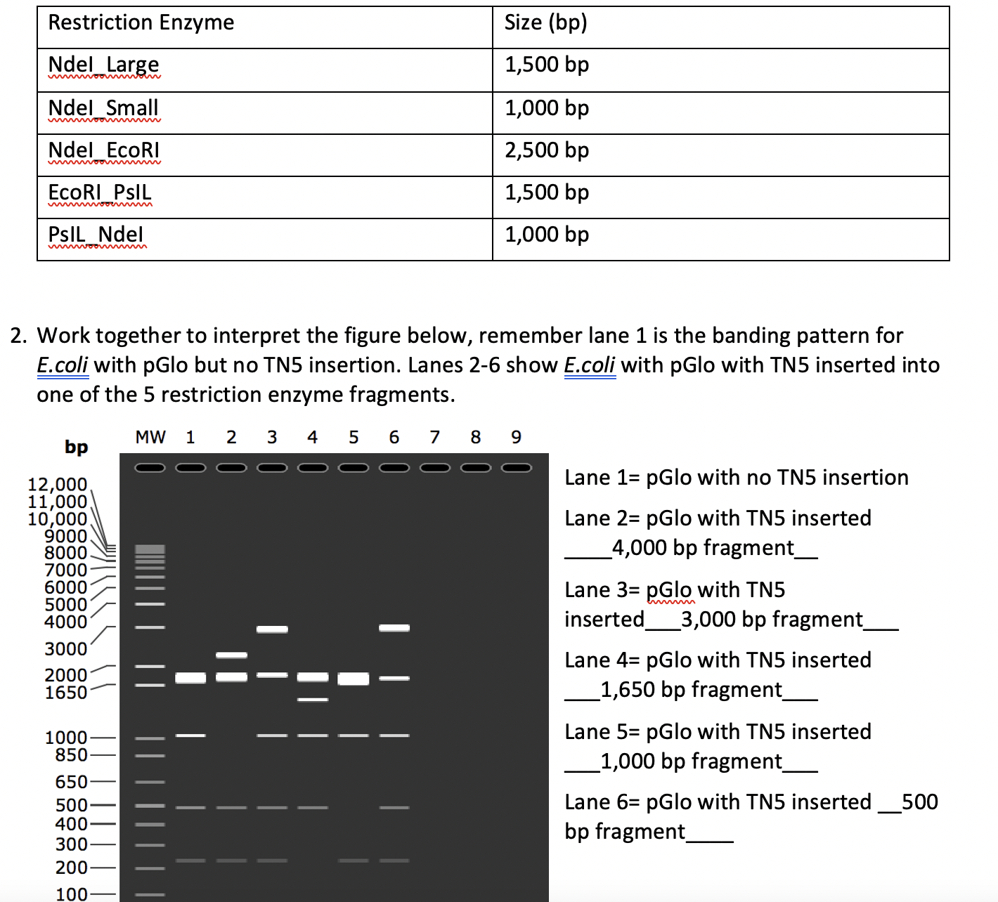 help me create a plasmid map for this data...