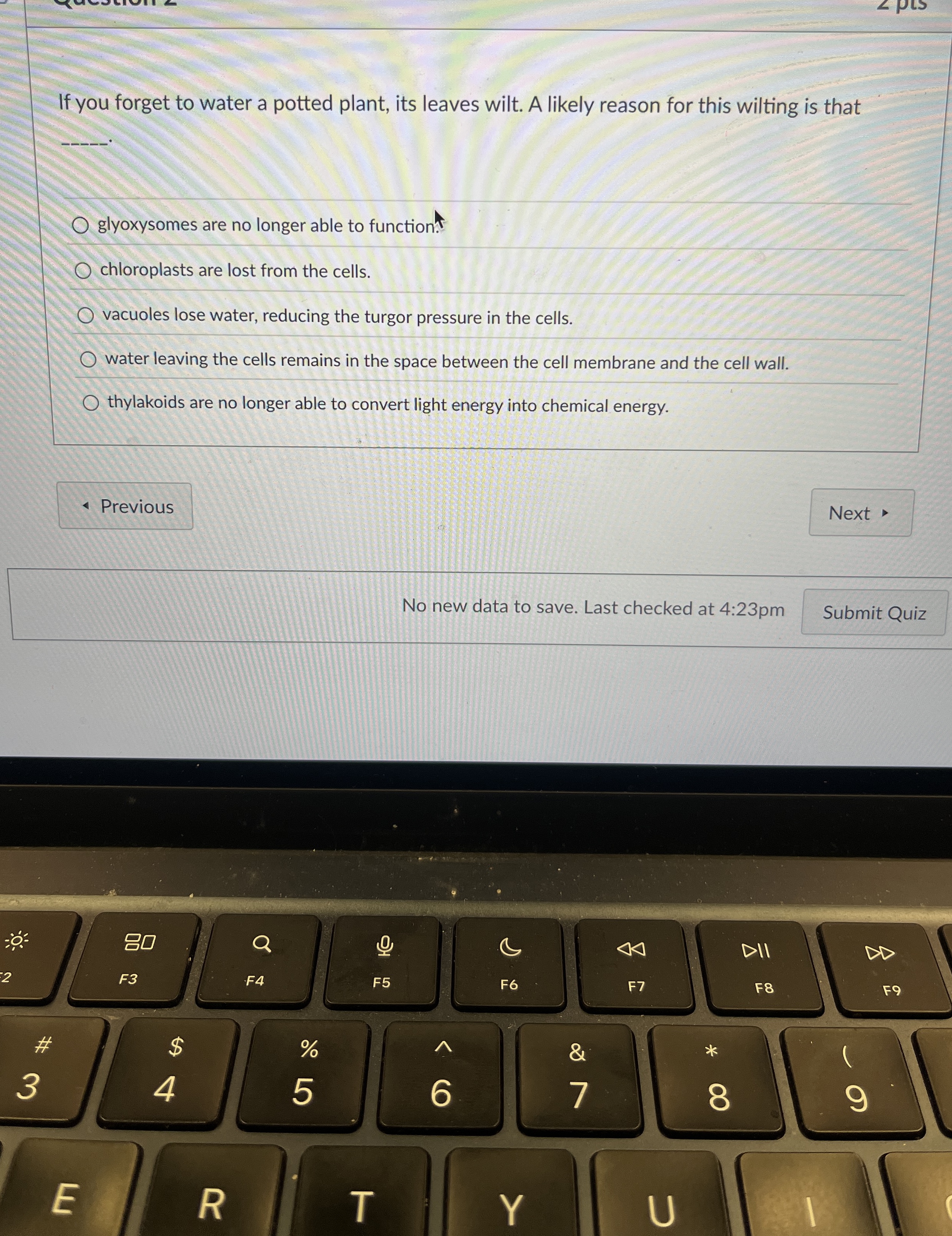 If you forget to water a potted plant, its leaves