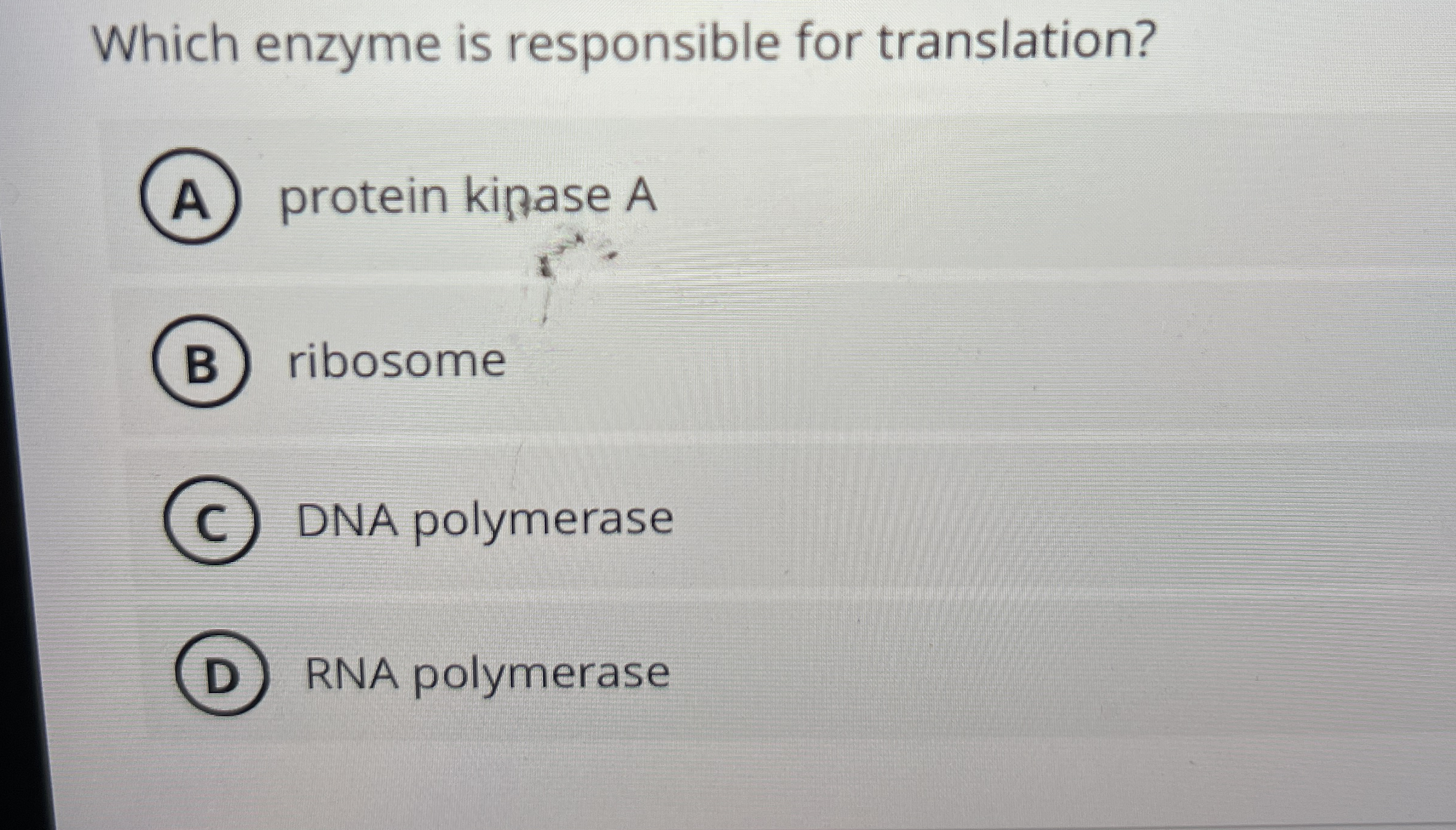 Which enzyme is responsible for translation?