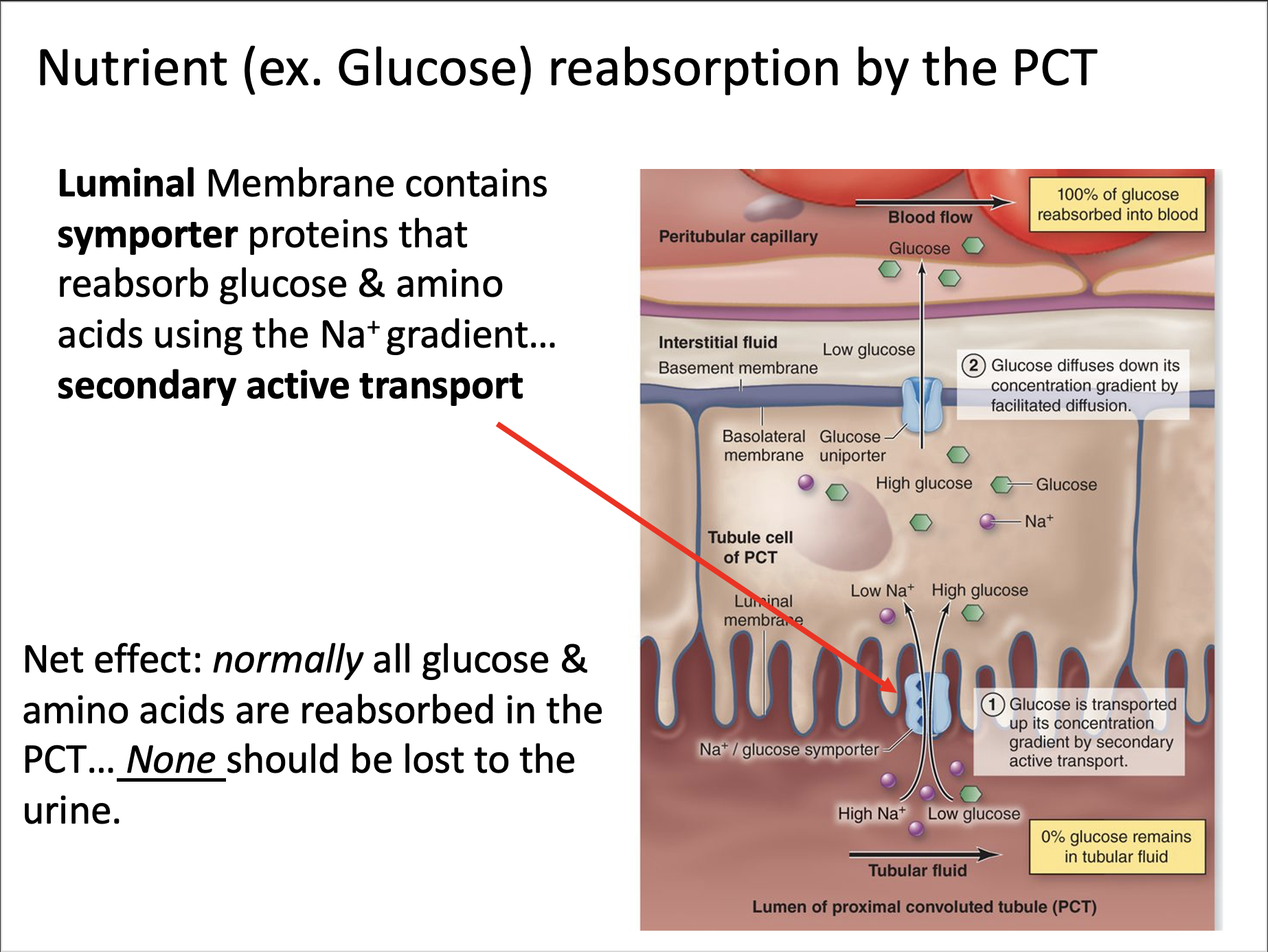 Explain in an easy way and function Nutrient (ex.