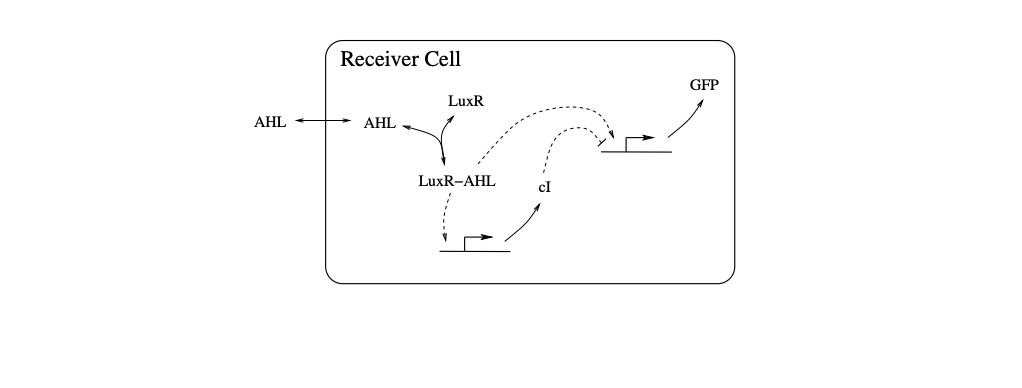 1. 15 points. Consider the signaling network