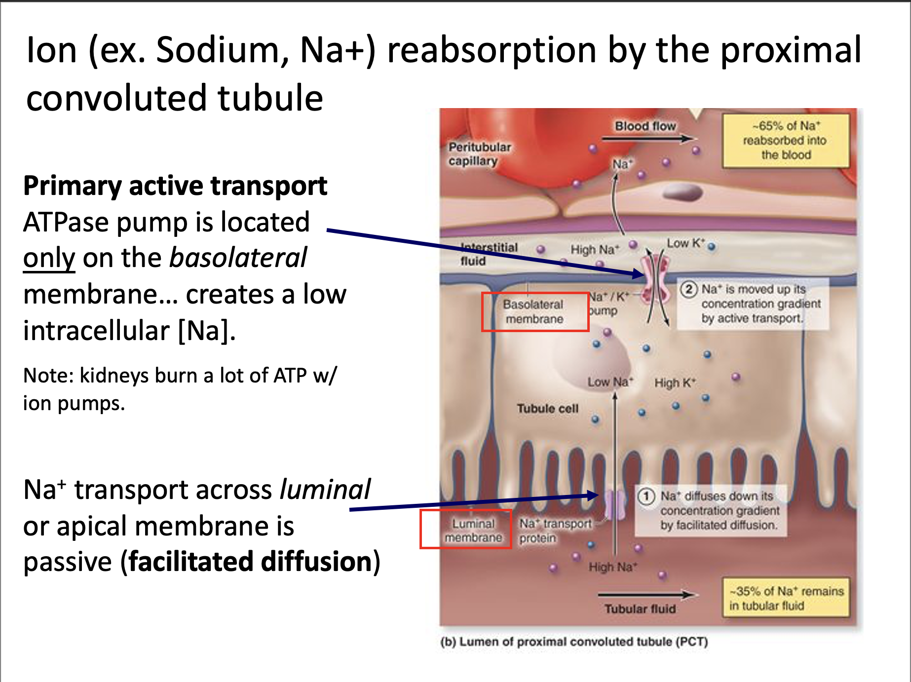 Explain in an easy way and function lon (ex.