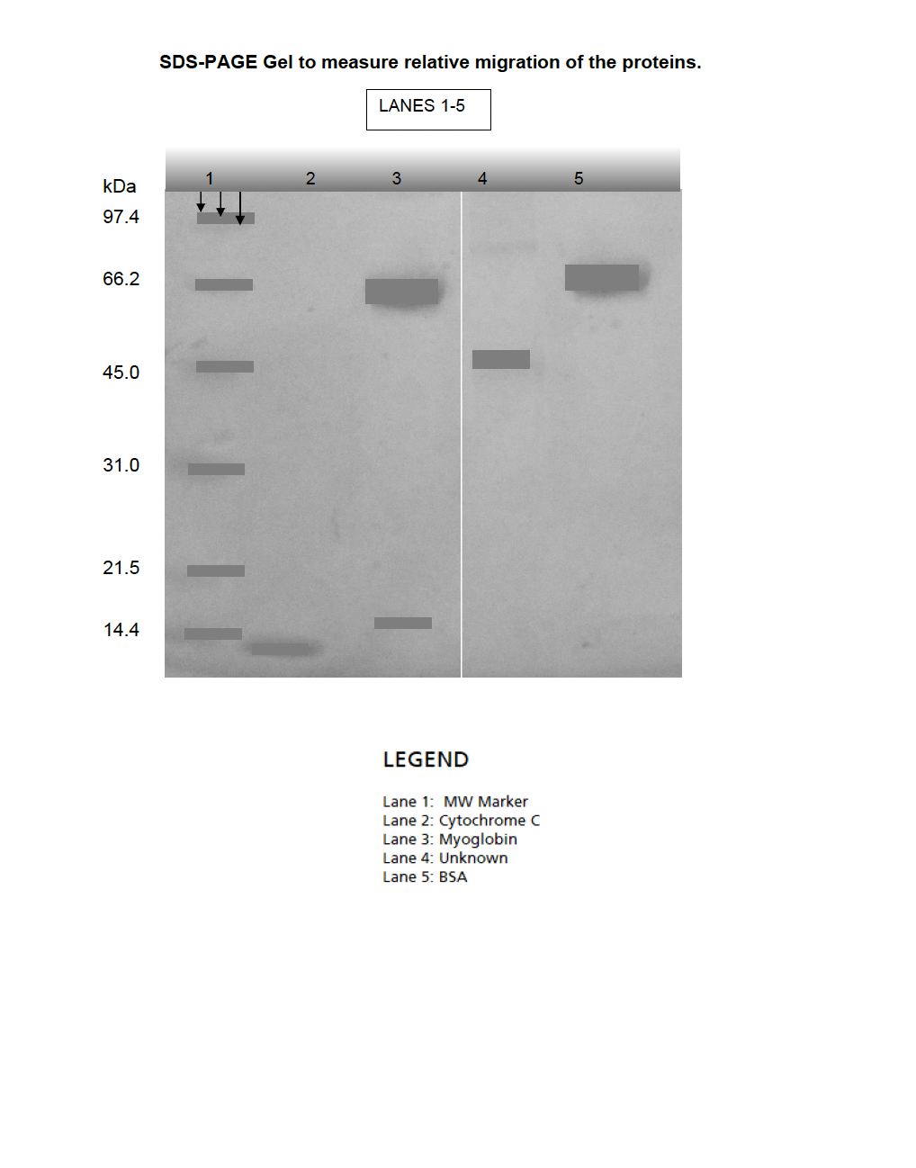 EXPERIMENTAL RESULTS SECTION 1 SDS-PAGE