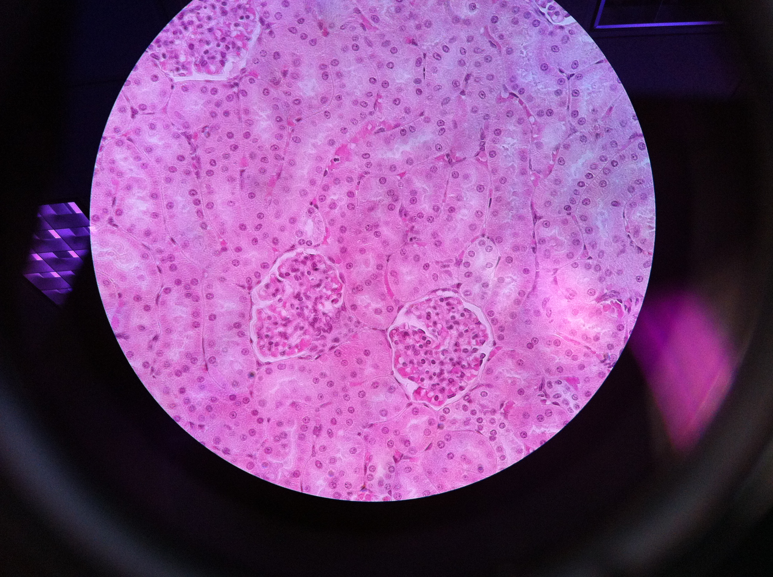 BRIEFLY describe one way in which the structure