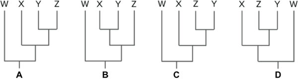 Which of the following phylogenetic trees is not