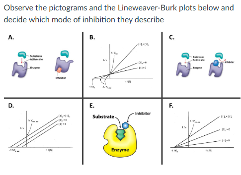 Observe the pictograms and the Lineweaver-Burk