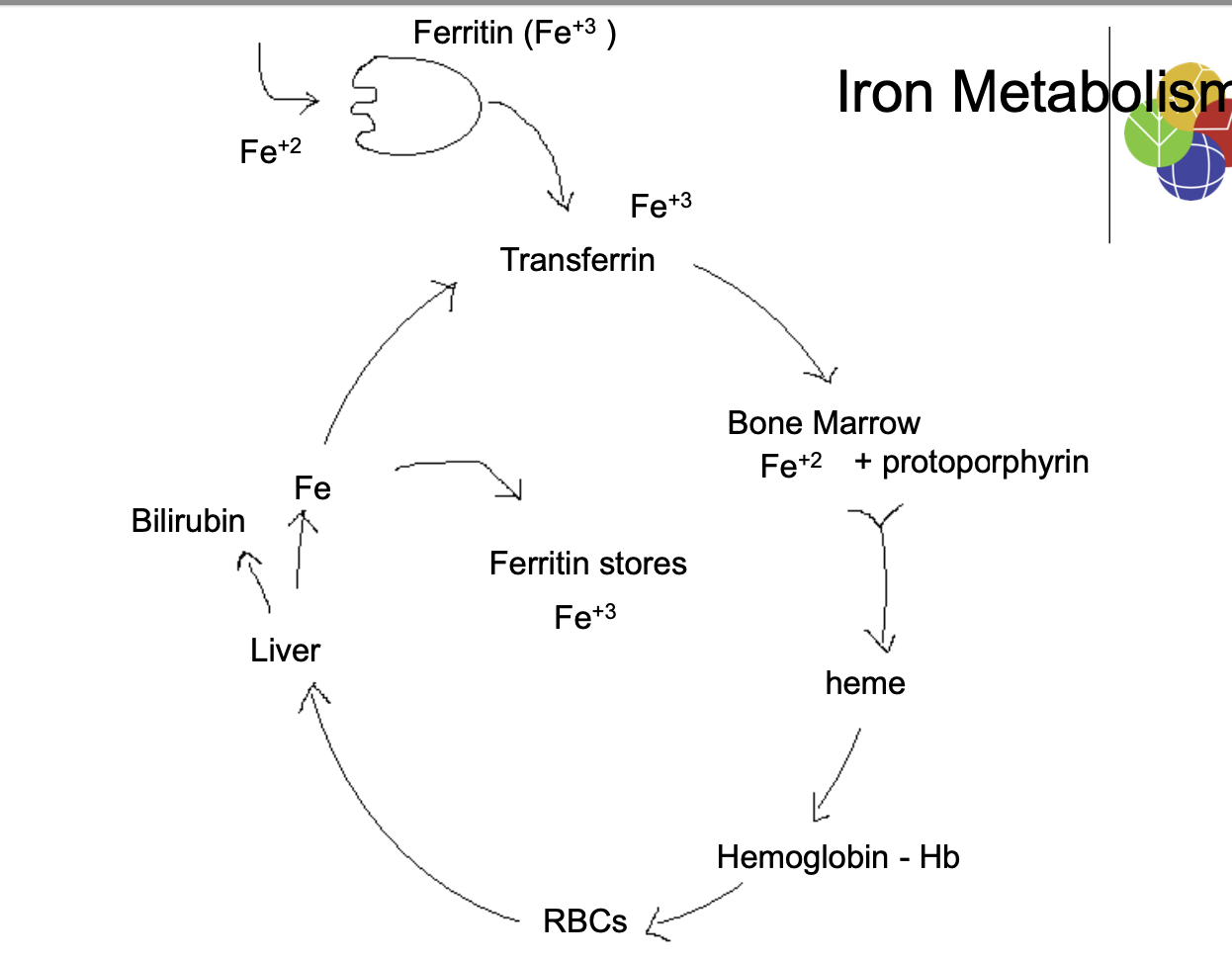 explain this siomply Ferritin (Fe+3 ) Iron