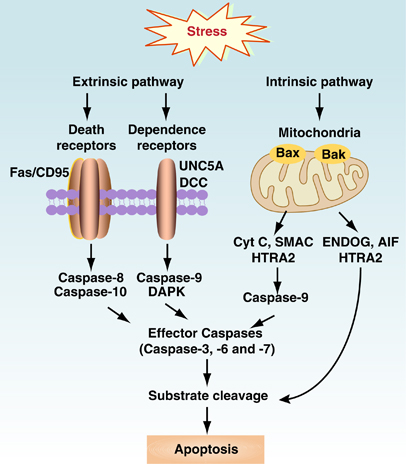 These are the things that will be on my exam