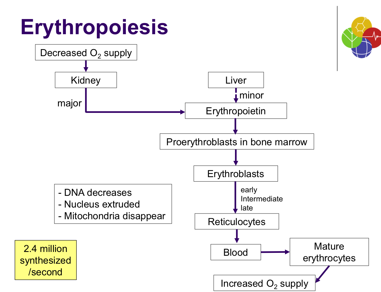 Explain this Erythropoietin Decreased O2 supply