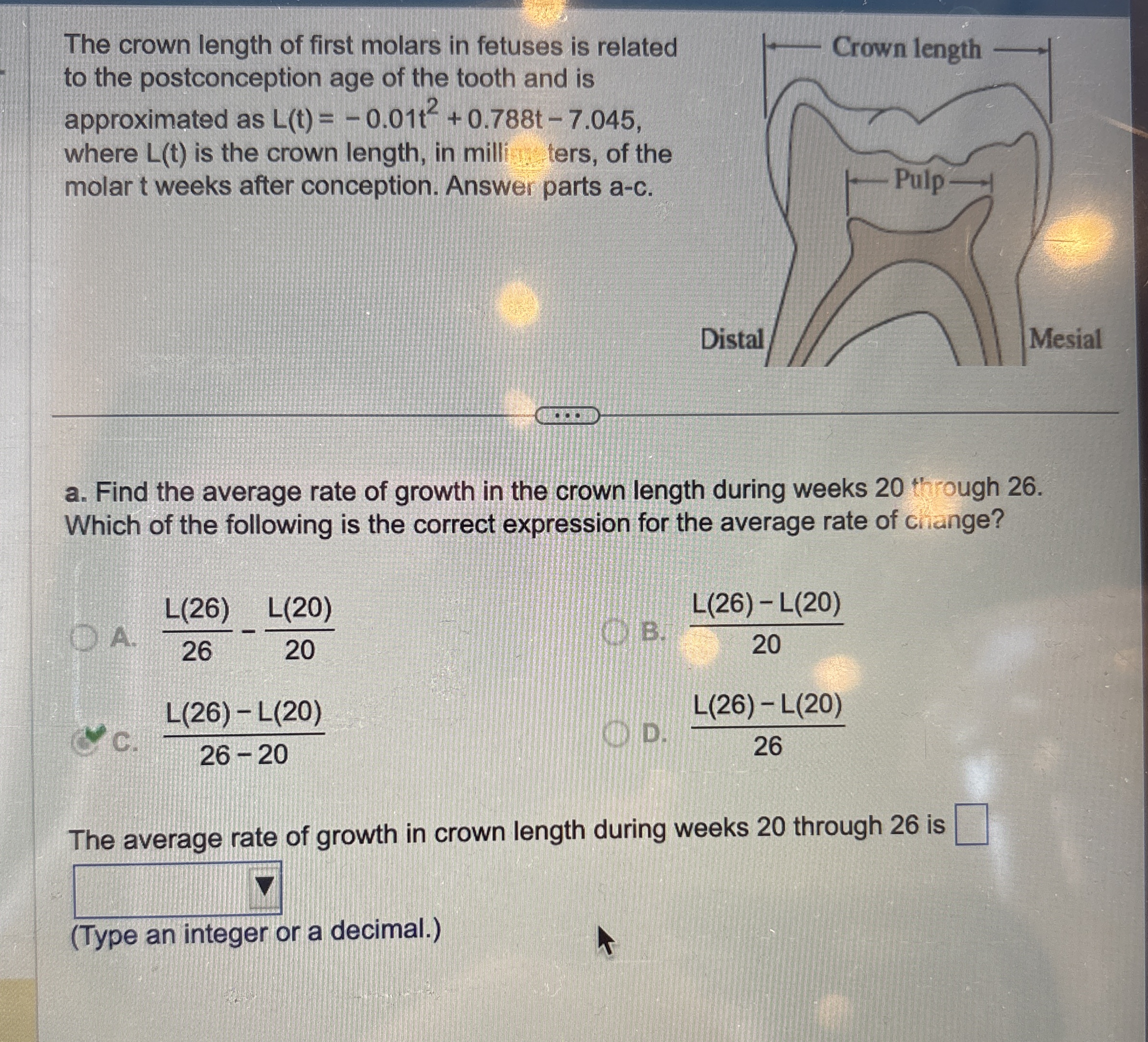 The crown length of first molars in fetuses is