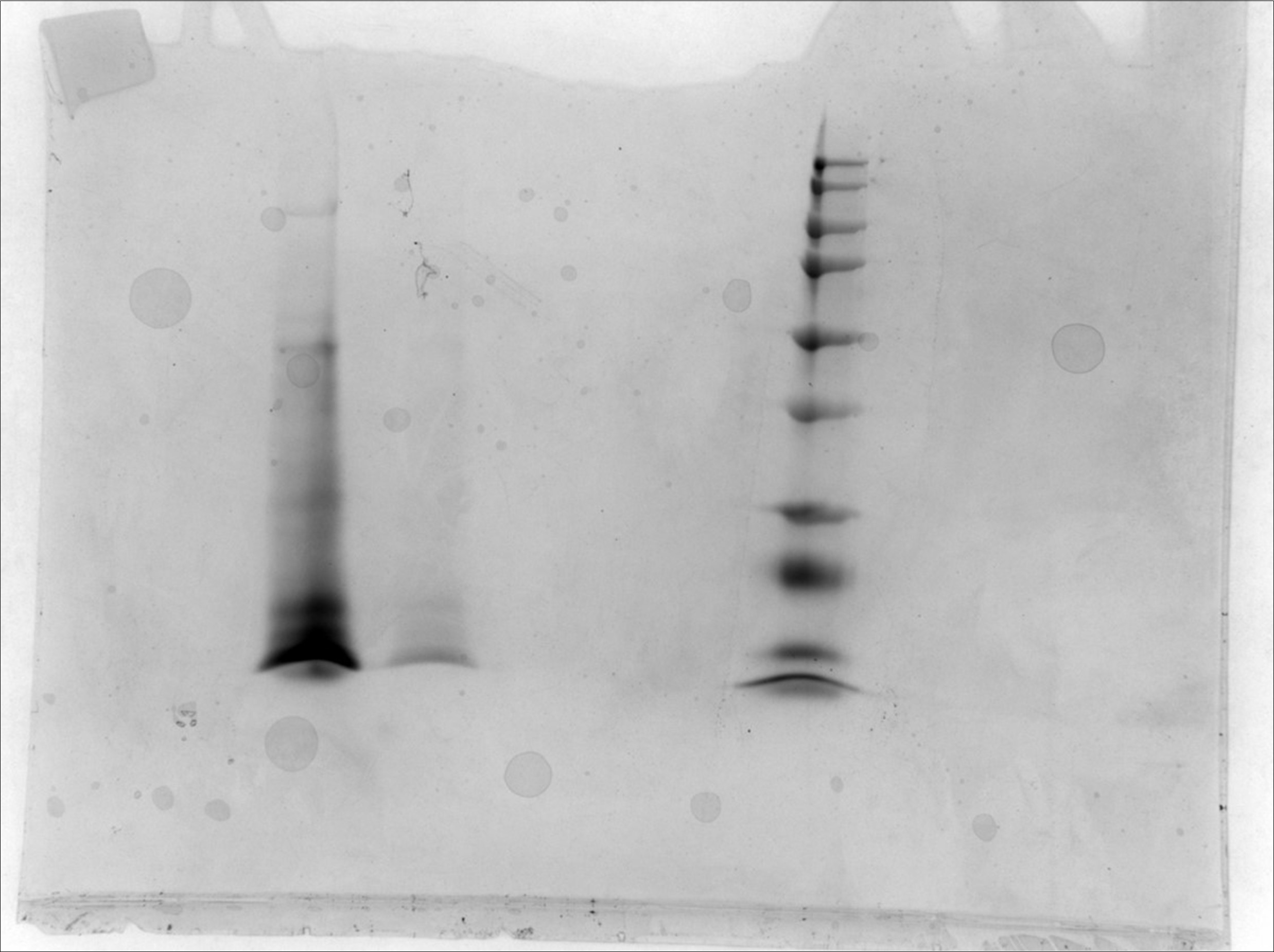 Protein Purification Biochemistry Lab For each
