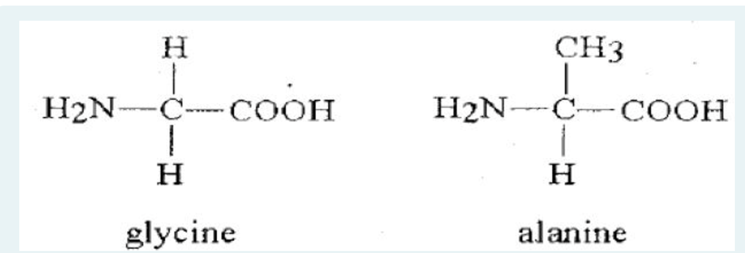H CH3 - H2N-C-COOH H2N-C-COOH H H glycine alanine