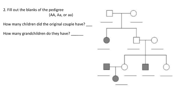 2. Fill out the blanks of the pedigree (AA, Aa,