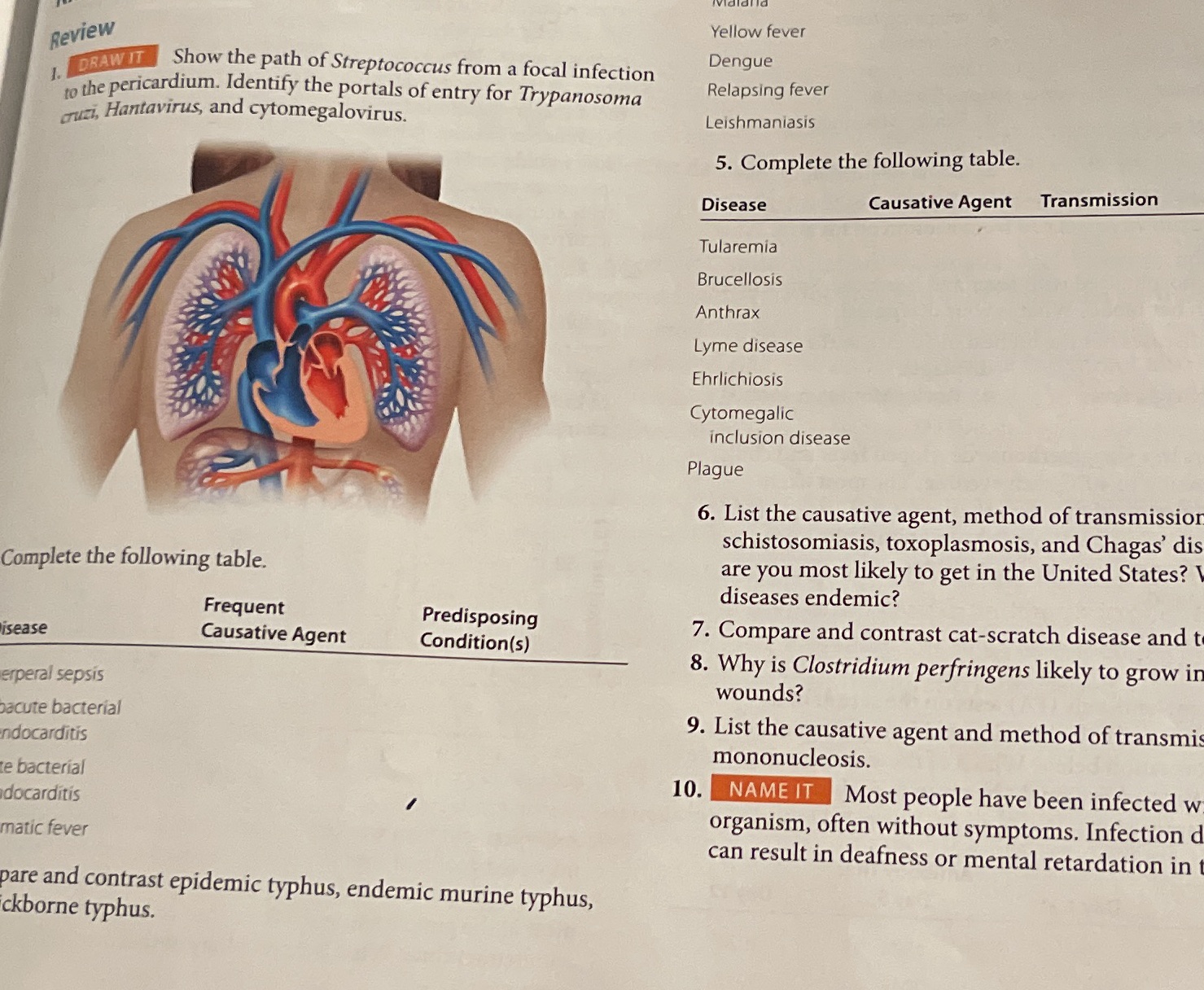 Yellow fever Review 1 DRAW IT Show the path of