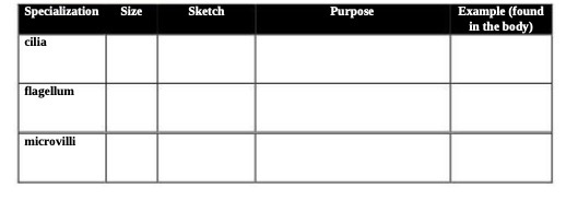Specialization Size Sketch Purpose Example (found