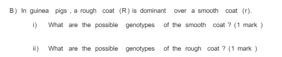 B ) In guinea pigs , a rough coat (R ) is