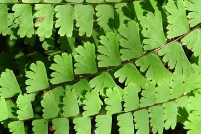 identify what Pattern in nature does this leaves