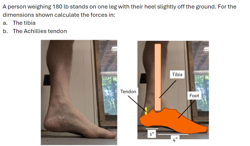 A person weighing 1 8 0 lb stands on one leg with