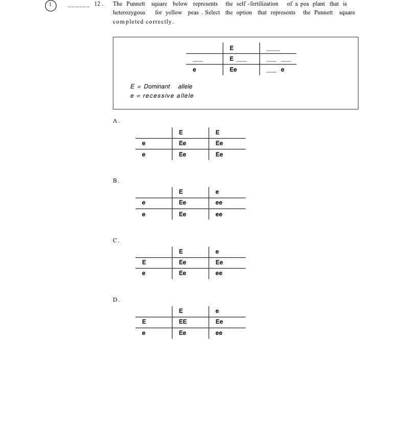 (1 ) 12. The Punnett square below represents the