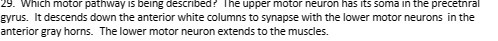 29. Which motor pathway is being described? The