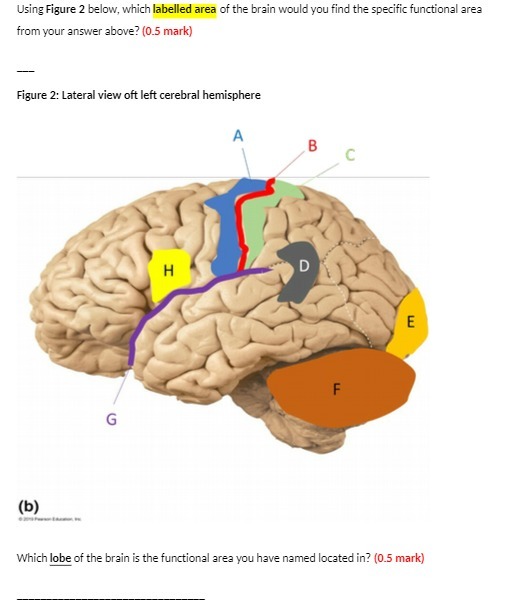 Using Figure 2 below, which labelled area of the