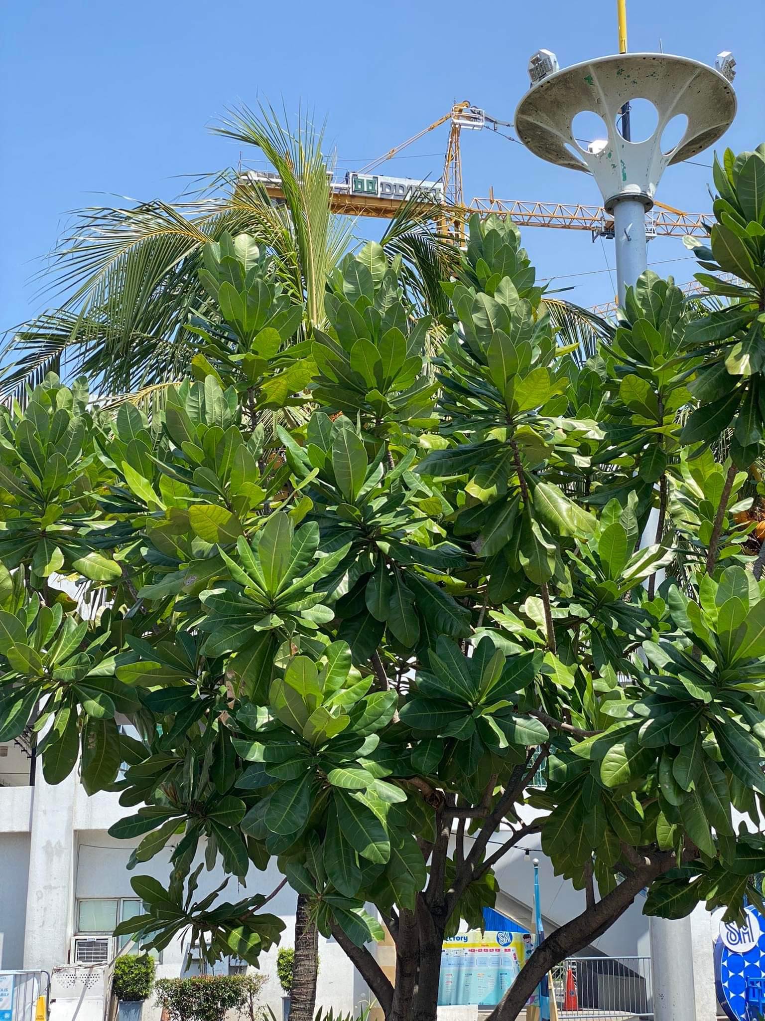 Describe the existence of the pattern/Fibonacci