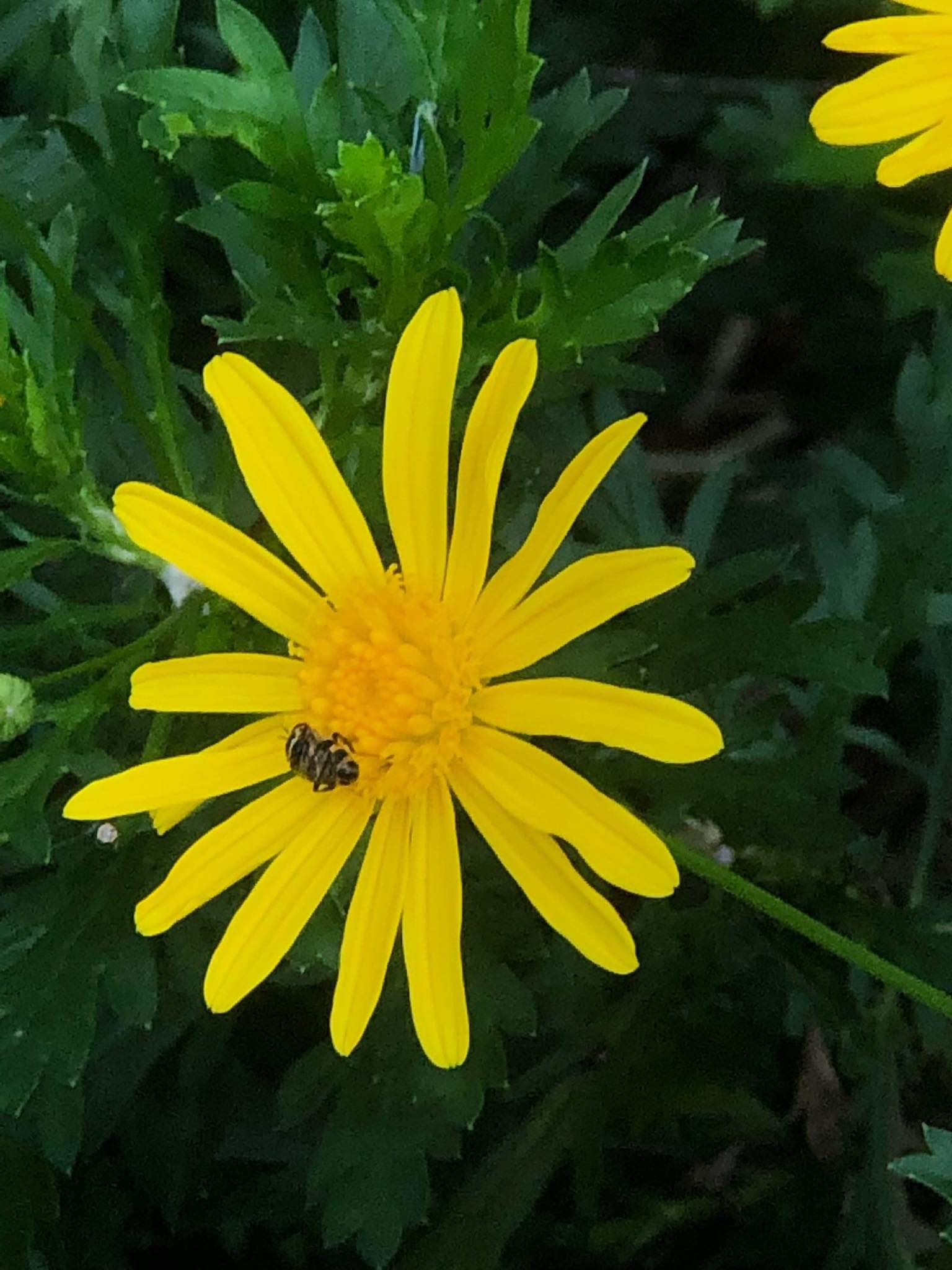 Describe the existence of the pattern/Fibonacci