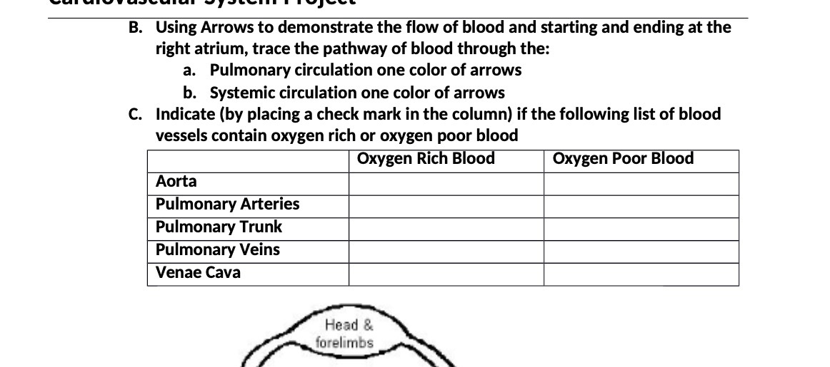 B. Using Arrows to demonstrate the flow of blood