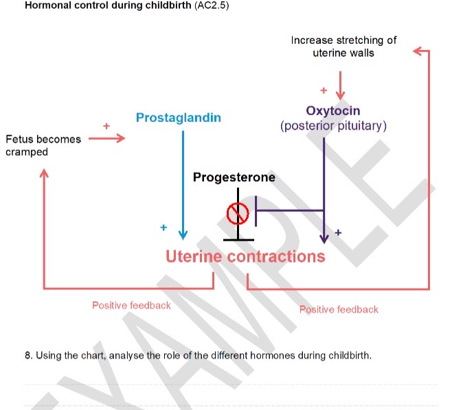 8. Using the chart, analyse the role of the