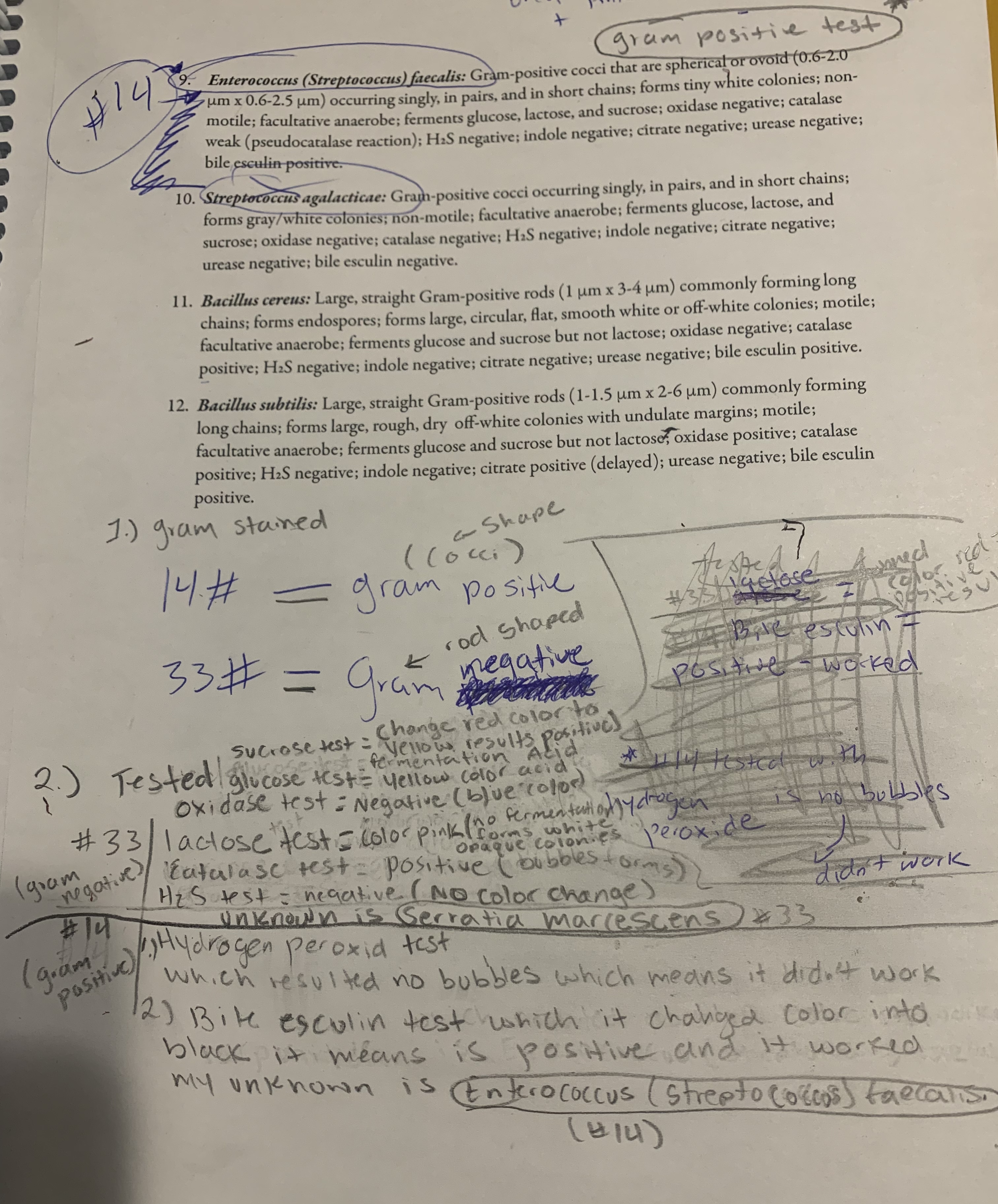 (gram positive test # 14 Enterococcus