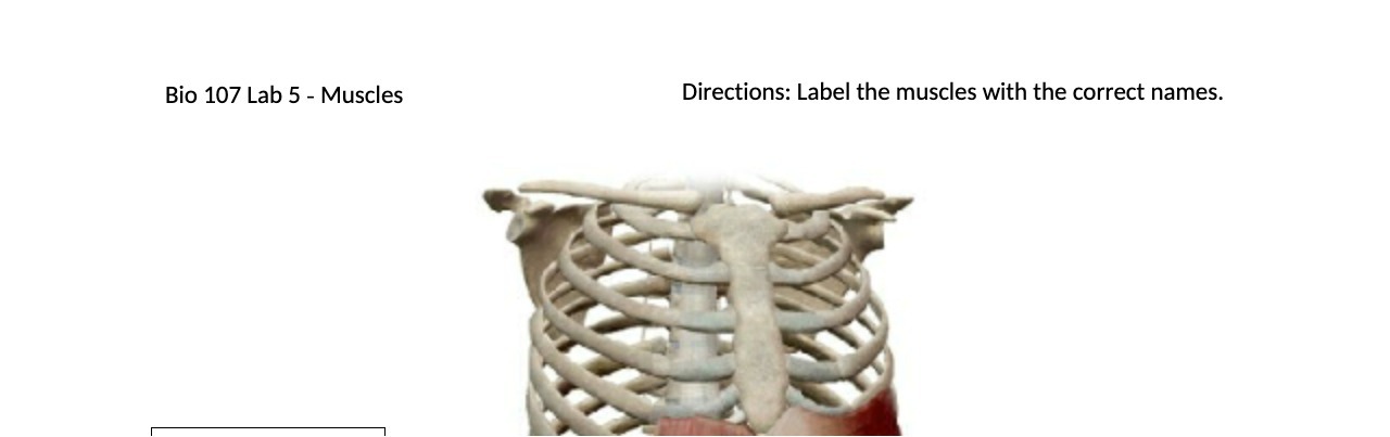 Bio 107 Lab 5 - Muscles Directions: Label the