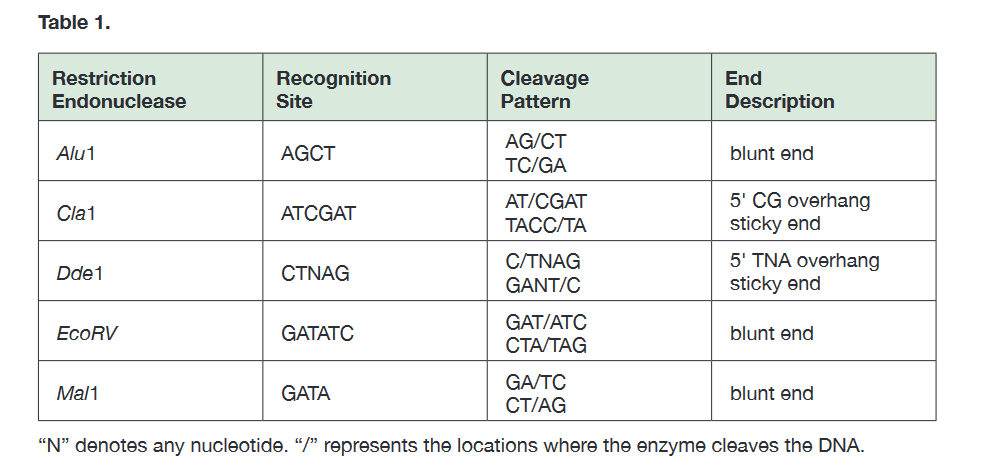 Write down the known partial DNA sequence for the