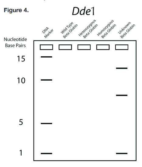 Write down the known partial DNA sequence for the