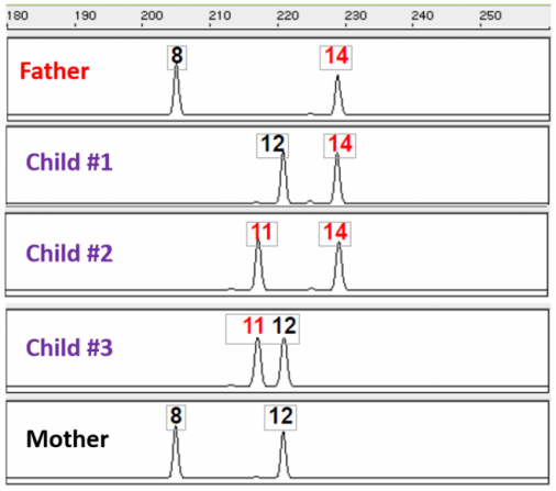Observe the following DNA profile produced by STR