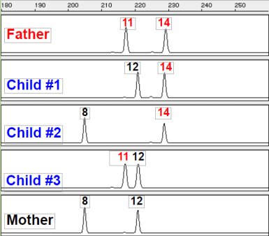 Observe the following DNA profile produced by STR