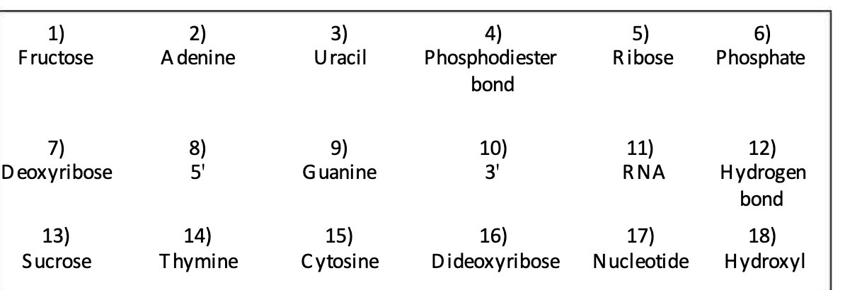 1) 2) 3) 4) 5) 6) Fructose A denine Uracil