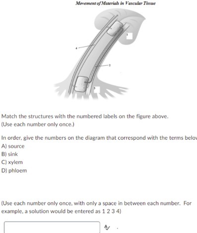 Movement of Materials in Vascular Tissue Match